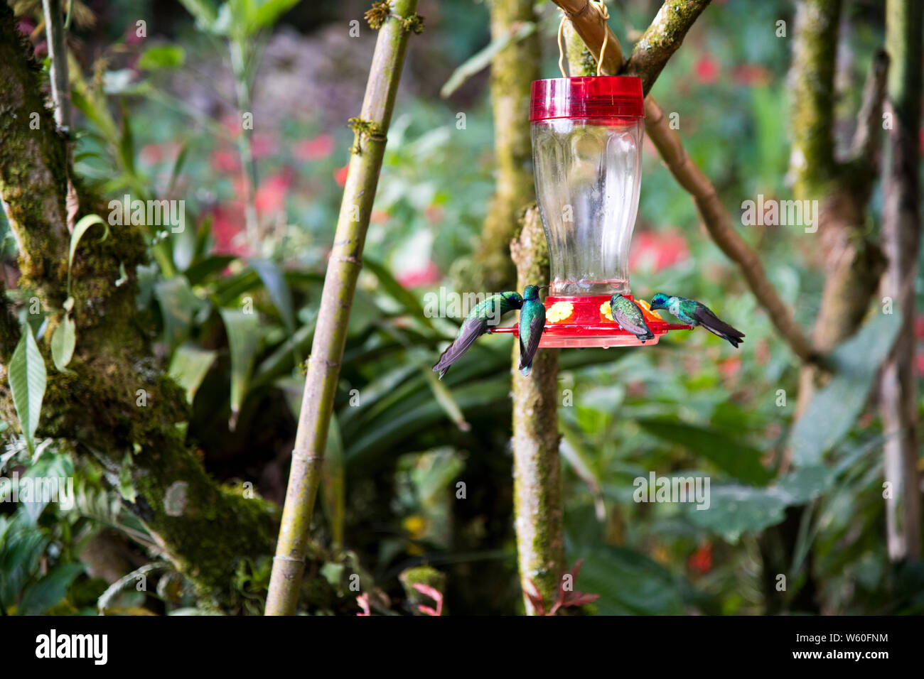 Hummingbird Inn, Leymebamba, Amazonas, Peru, Südamerika Stockfoto