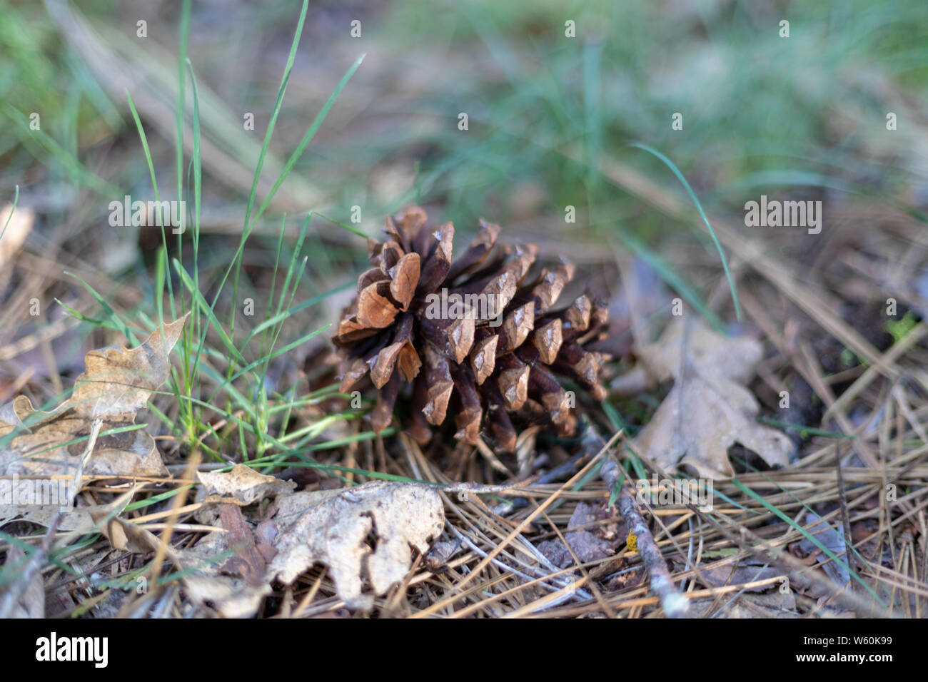 Pine Cone auf waldboden der Lagerplatz in den Wäldern isoliert. Stockfoto