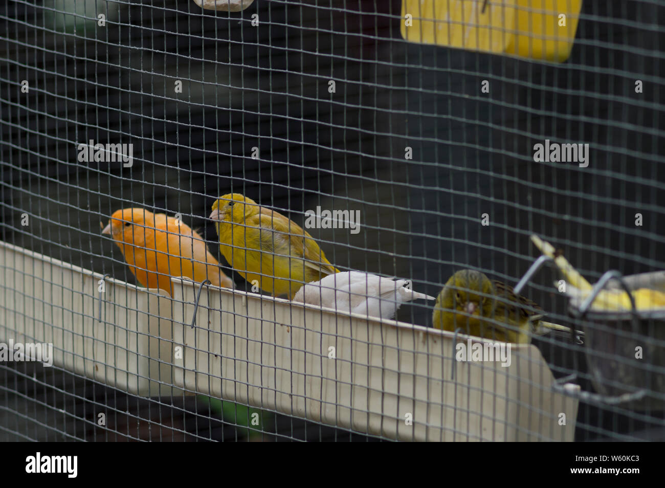Vier Vögel essen im Käfig Stockfoto