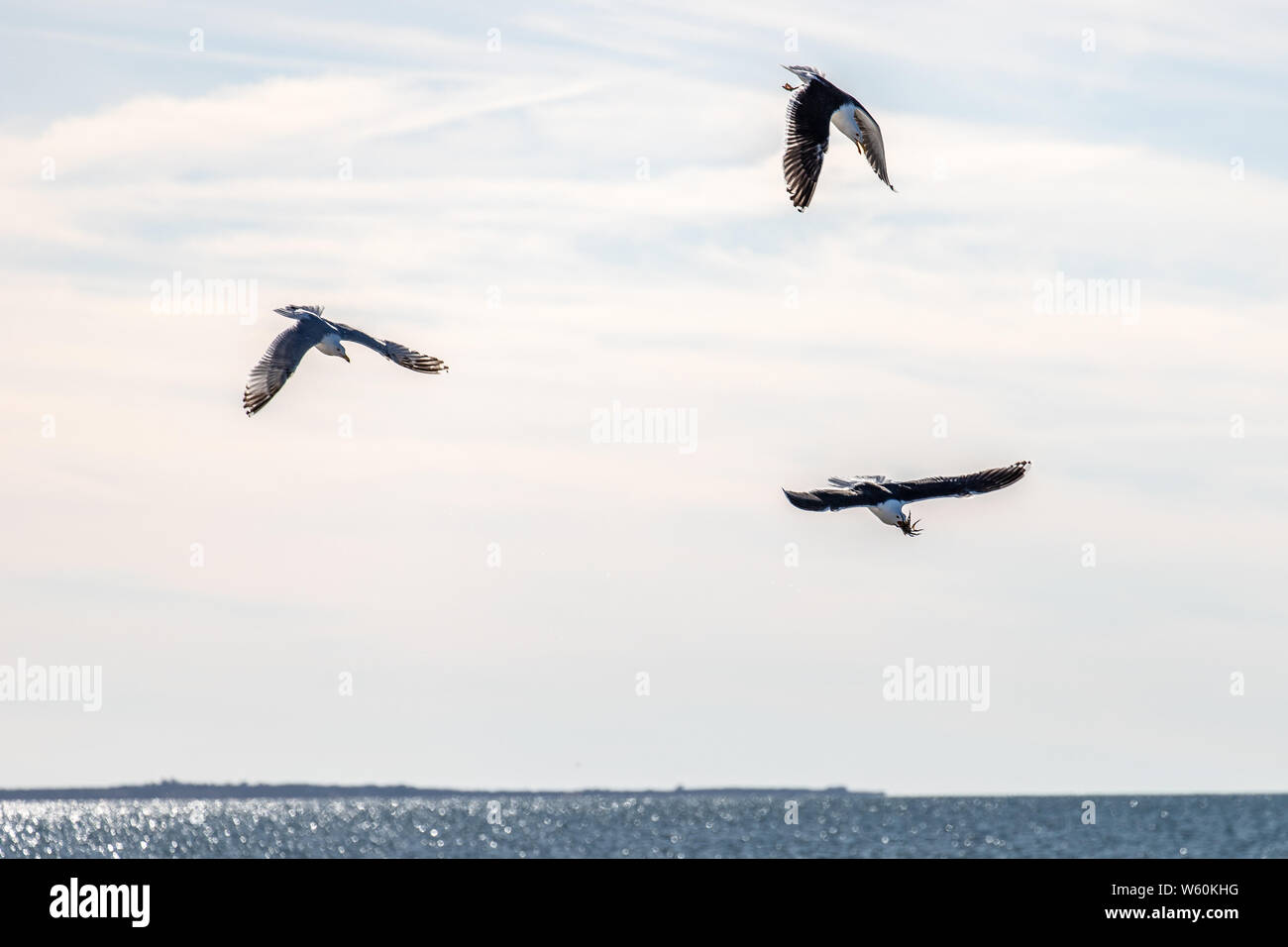 Möwen fliegen in der Nähe der Küste Jagd Krabbe auf Nantucket zu essen. Stockfoto