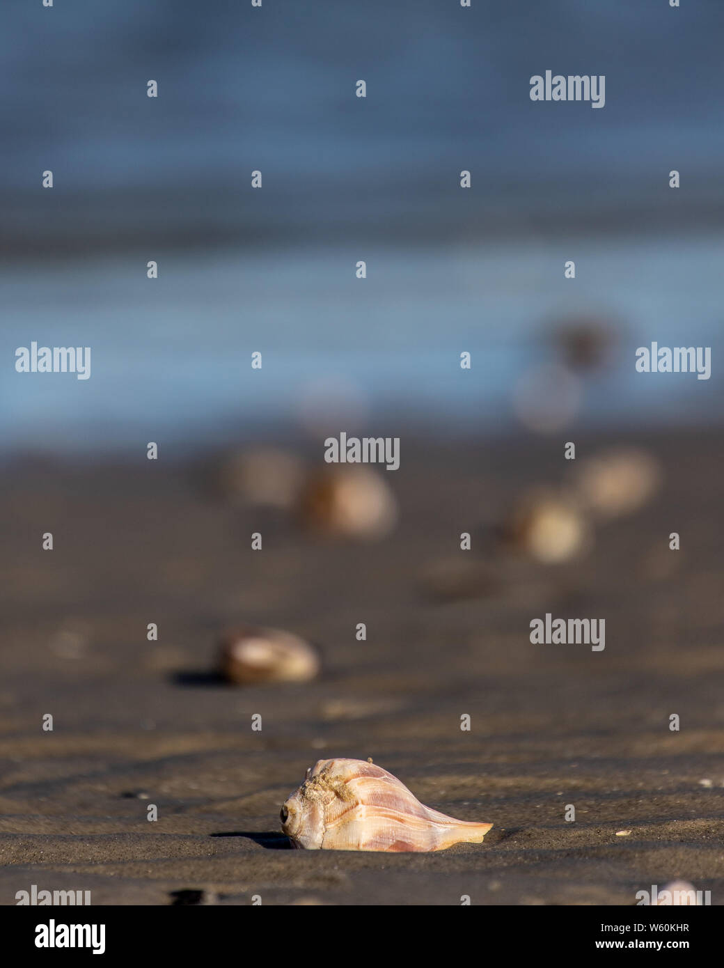 Sea Shell isoliert auf den Strand Küste in Nantucket, MA. Stockfoto