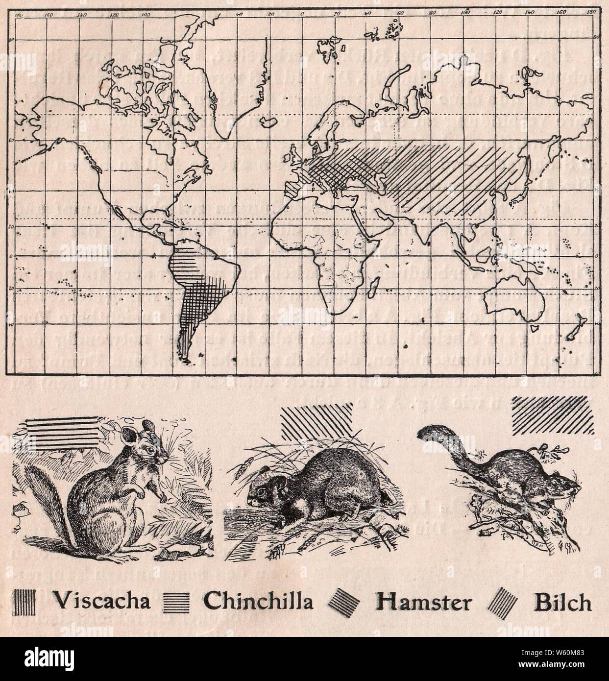 Das kürschner-handwerk, II. Auflage 3. 2008, S. 60, Weltkarte Verbreitung der Viscacha, Chinchilla, Hamster und Bilch (1910). Stockfoto