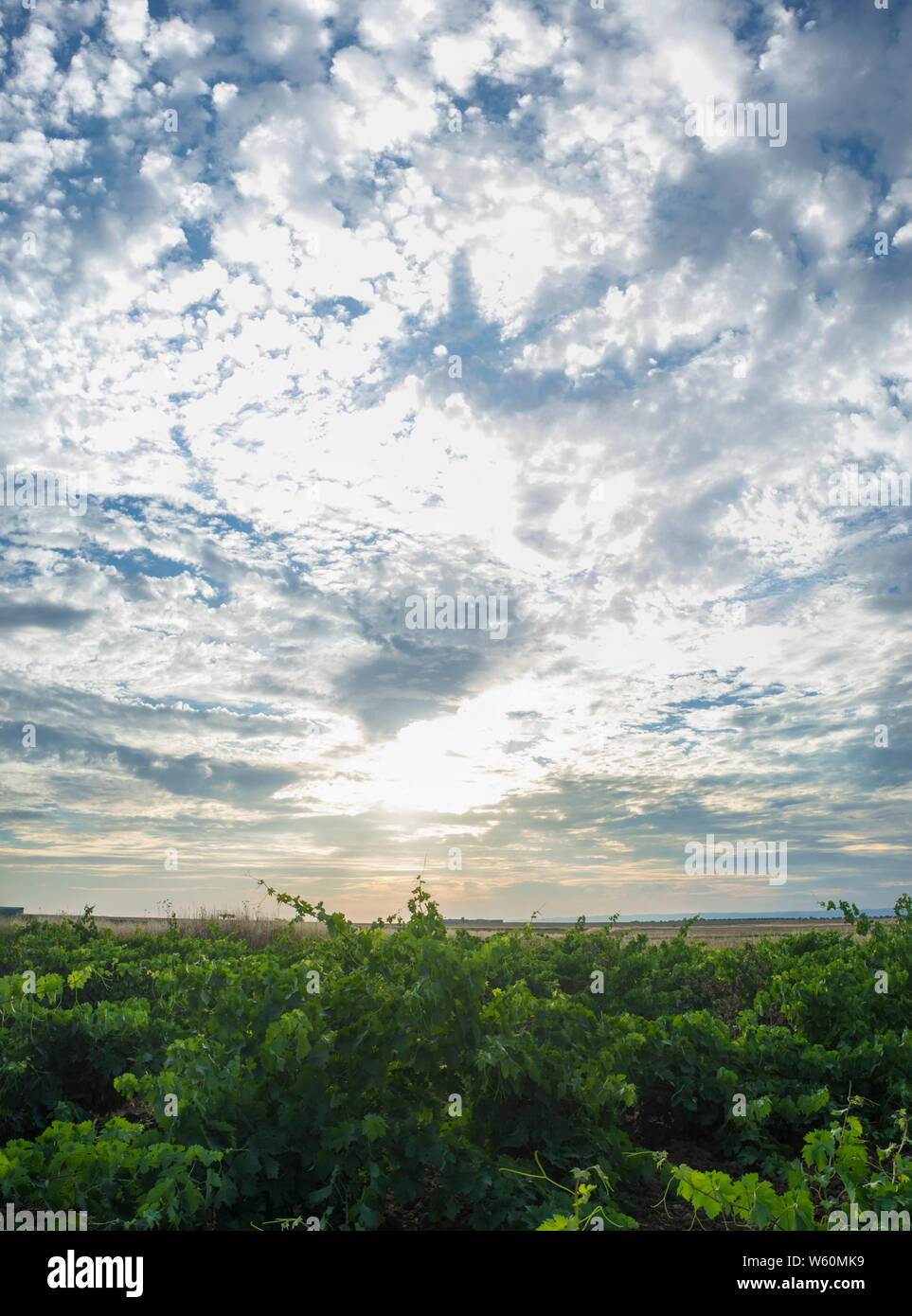 Reben Plantage unter Juni Sonnenuntergang Licht und bewölkt blauer Himmel. Tierra de Barros landet, Extremadura, Spanien Stockfoto