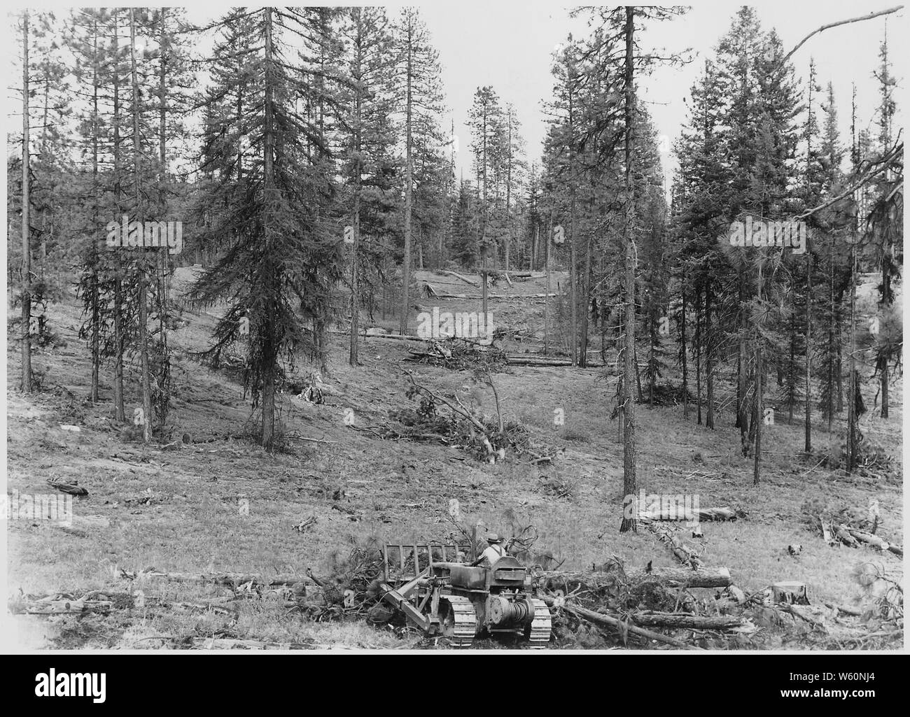 Ein weiterer Blick auf den Schrägstrich piling tactor in Aktin. Dieses Flickr Alben gut veranschaulicht die auf der Omak Lake Ridge durchgeführt. Obwohl der Boden zwischen den Stapeln appeaers grasartigen, genaue Untersuchung zeigen, dass viele kleine Ponderosa Pine Sämlinge werden auch immer mehr; Umfang und Inhalt: Fotografische Berichte von Harold Weaver übersetzt Waldbewirtschaftung auf Indian Reservation Wälder von Washington und Oregon illustrieren, vor allem auf der Colville, wo Weber war Wald Supervisor, bevor er regionale Förster in 1960. Es gibt dort ein paar Fotos von Kalifornien und Montana und Berichte über wissenschaftliche Exkursionen Stockfoto