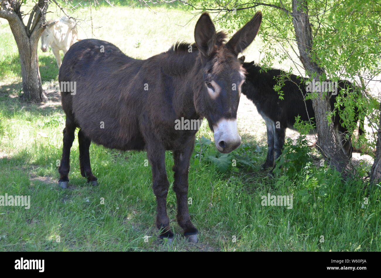 Spätfrühling in South Dakota: „wilde“ Esel der Black Hills im Custer State Park Stockfoto