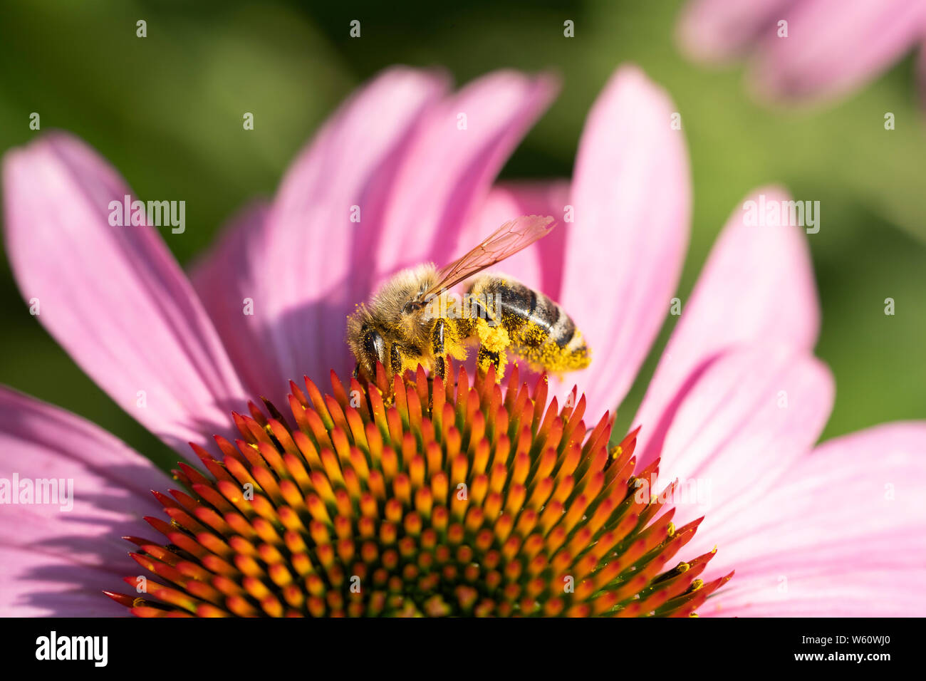 Ein Arbeitnehmer, der Europäischen Honigbiene, Apis mellifera Linnaeus, in Pollen aus einem coneflower, Echinacea, in Niederösterreich Stockfoto