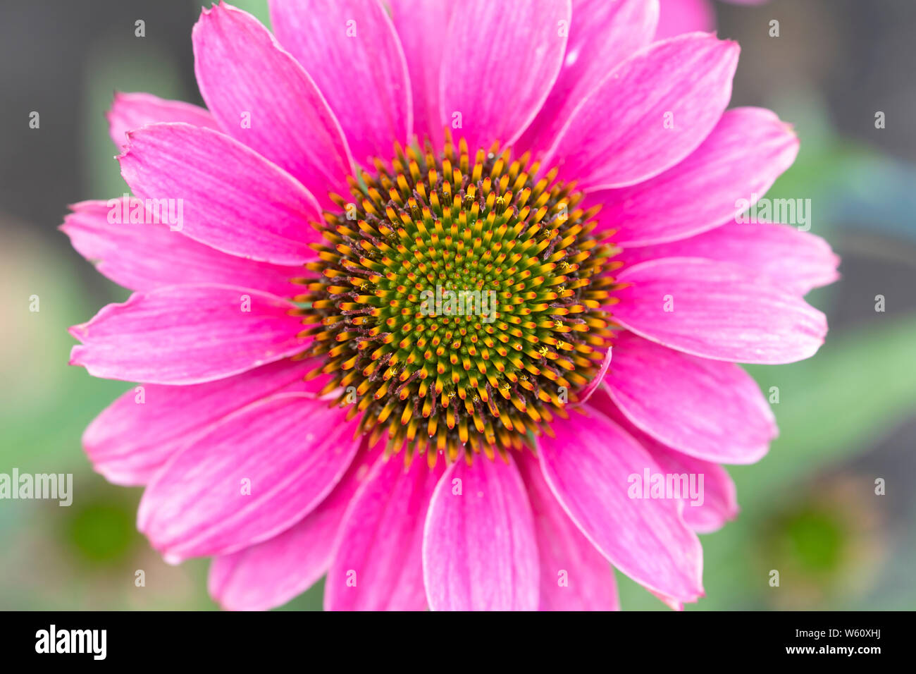 PowWow Wild Berry (Echinacea purpurea Blüte in einem Garten in Niederösterreich Stockfoto