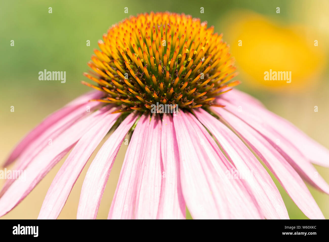 Ein blasser Sonnenhut, Botanischer Name: Echinacea angustifolia, blühende in Niederösterreich im Juli Stockfoto