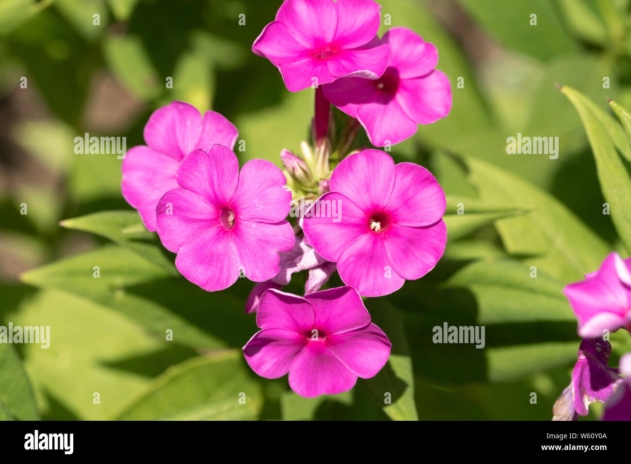 Magentafarbene Blüten der Phlox paniculata Younique Cerise (auch bekannt als Garden Phlox), die im Juli in Niederösterreich, Europa, blühen Stockfoto