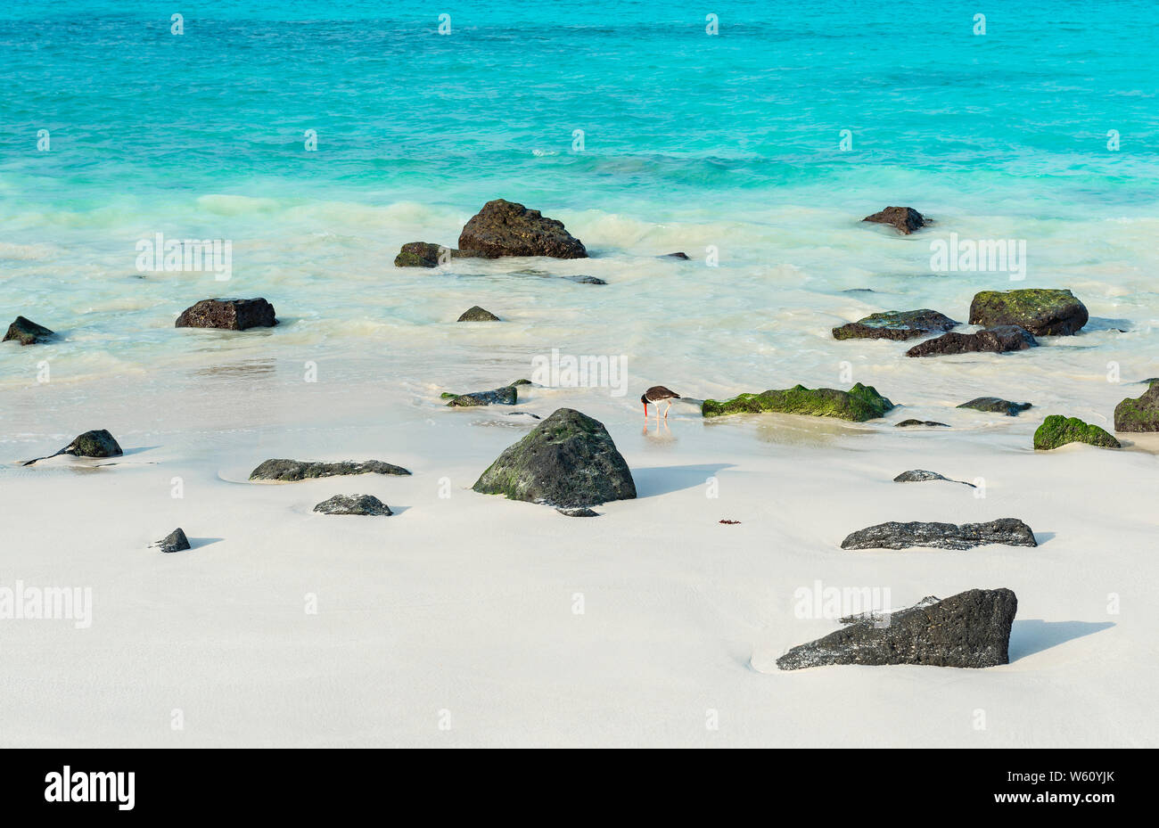 Türkisfarbene Wasser des Pazifik Bahia Gardner oder Gardner Bay und eine Amerikanische Austernfischer (Haematopus palliatus), Espanola, Galapagos, Ecuador. Stockfoto