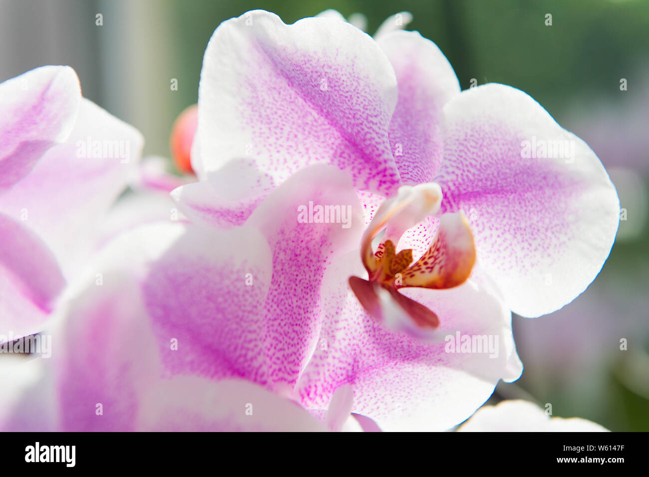 Orchideen wachsen Tipps. Wie kümmern uns um tropische Pflanzen drinnen. Garten und Pflanzen. Haus pflanzen. Orchideen sanfte zarte Blume Nahaufnahme. Orchideen Blume rosa violett blüht. Phalaenopsis Orchidee. Stockfoto