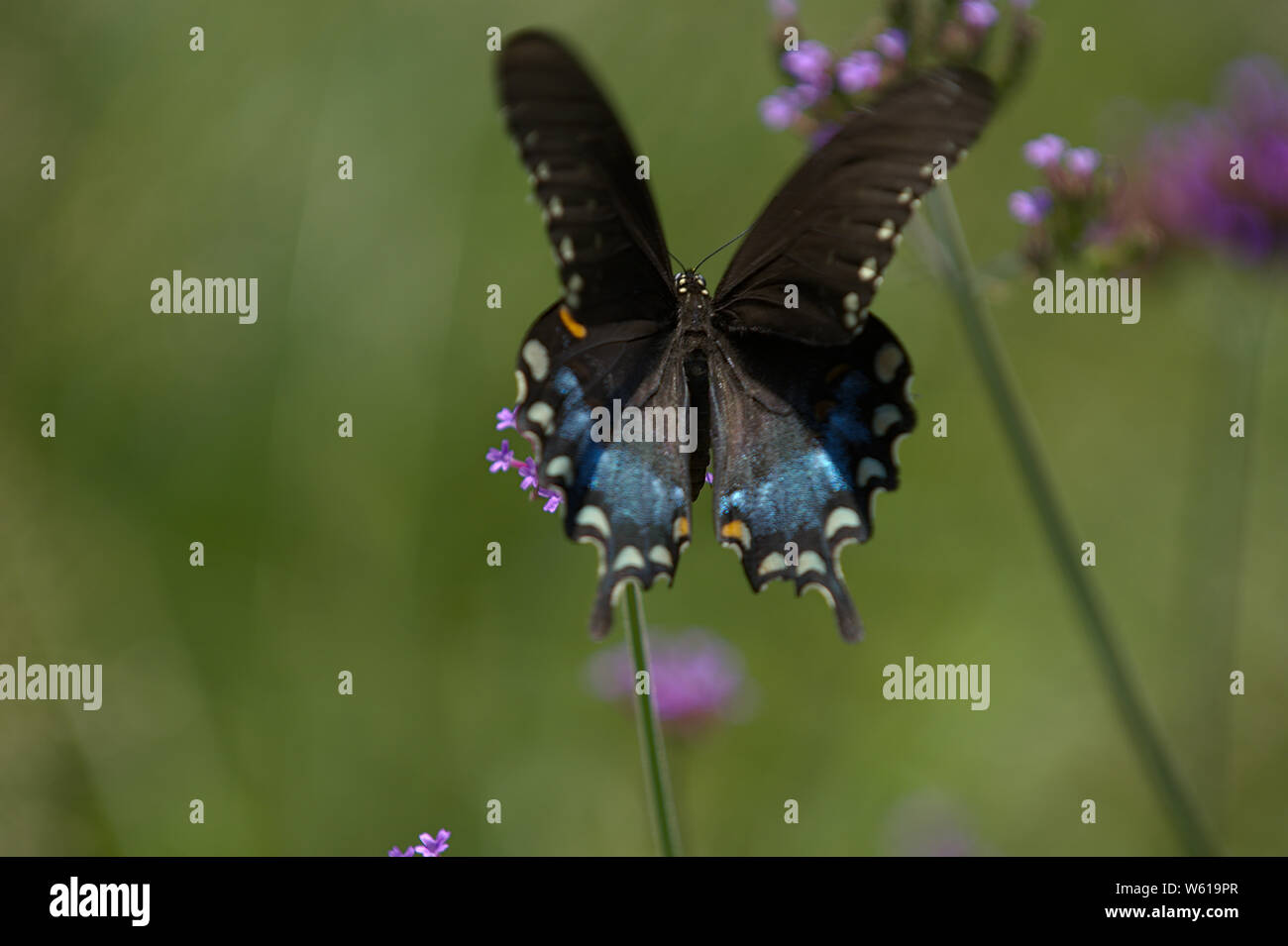 Schwalbenschwanz im Flug über Lavendel Blume Stockfoto