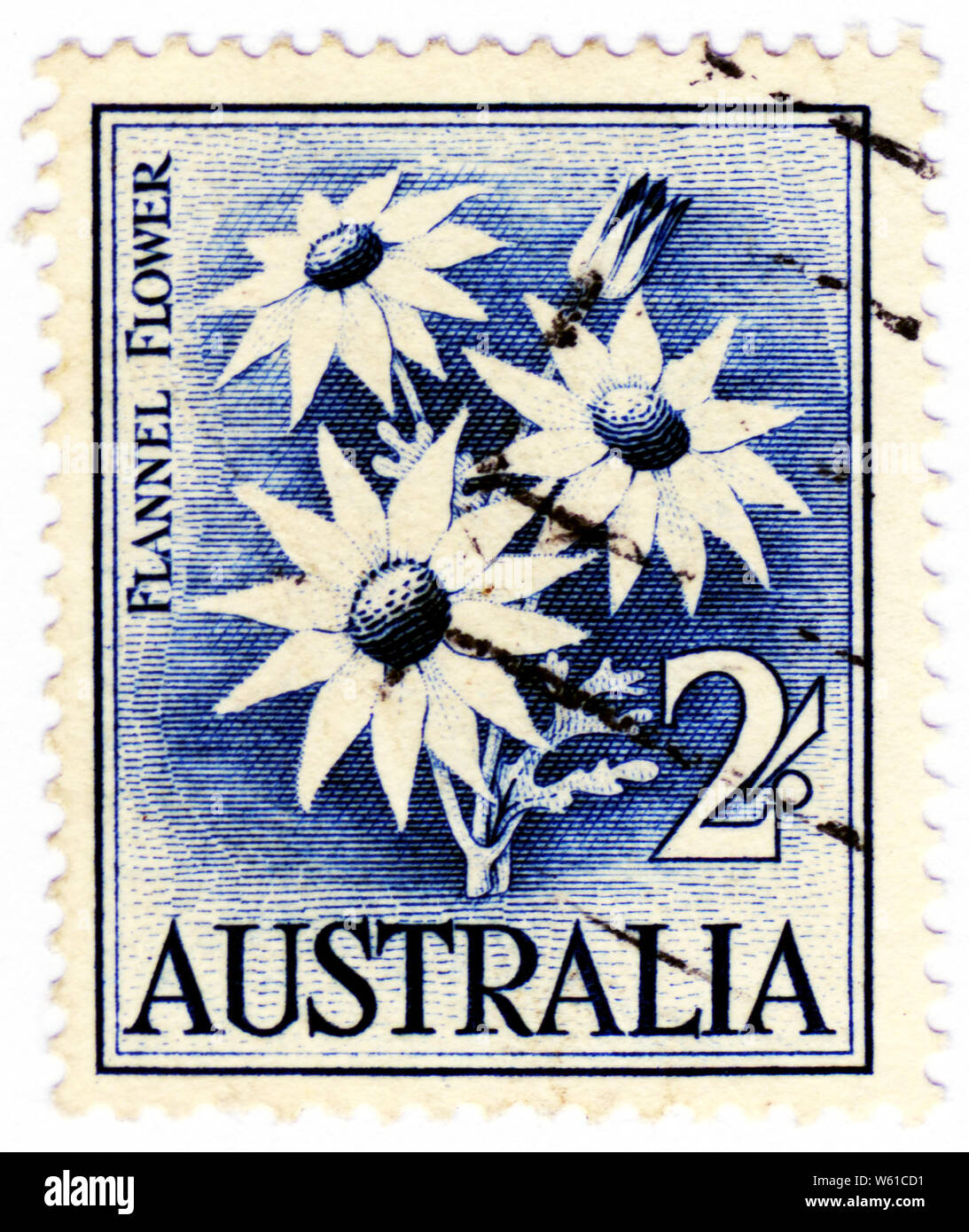 Zwei shilling Australischen Briefmarke mit Actinotus helianthi, die Flanell Blume, eine gemeinsame Arten von blühenden Pflanze das Buschland um Sydney. Stockfoto