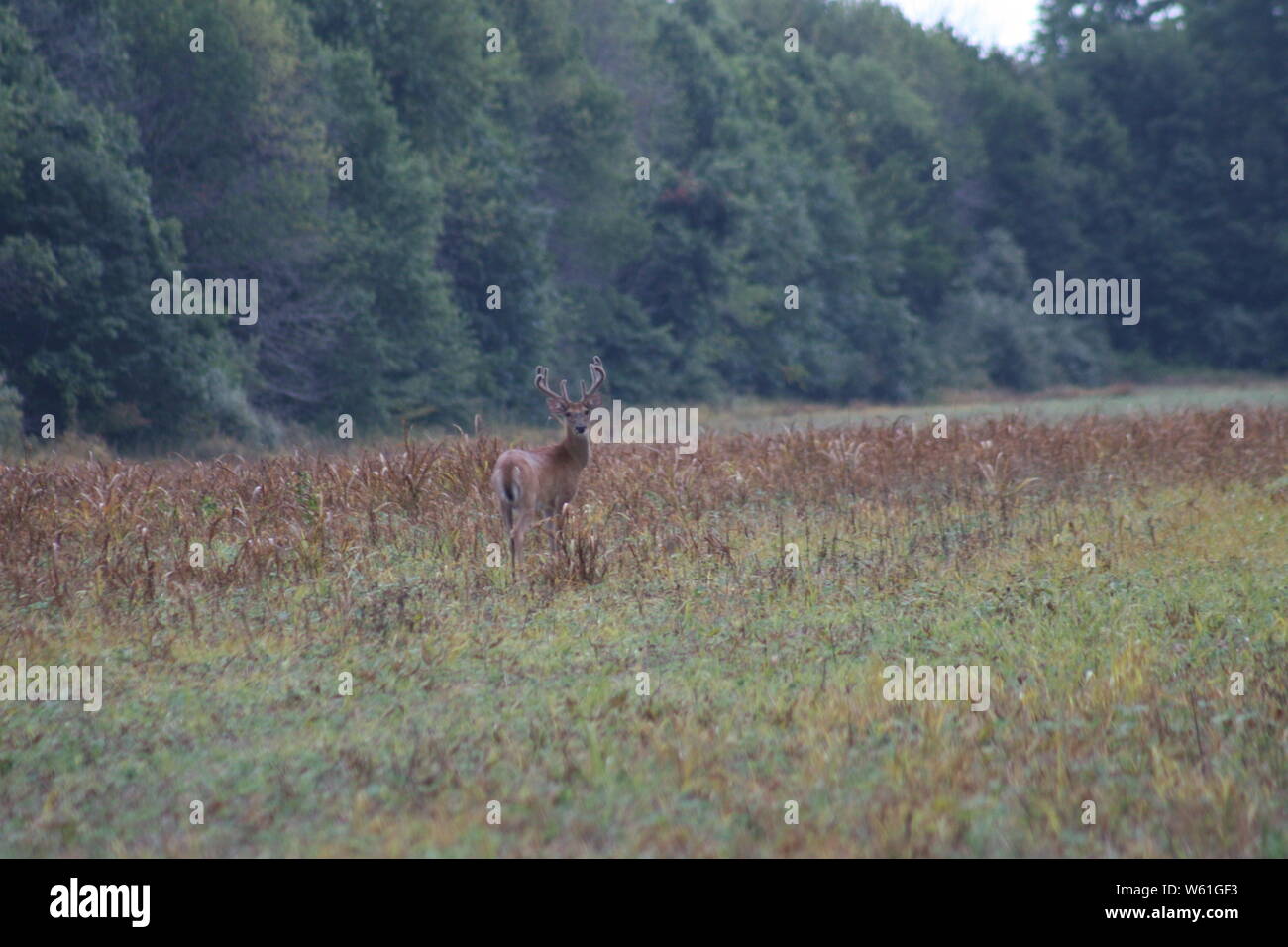 Rend Lake 10 Buck Stockfoto