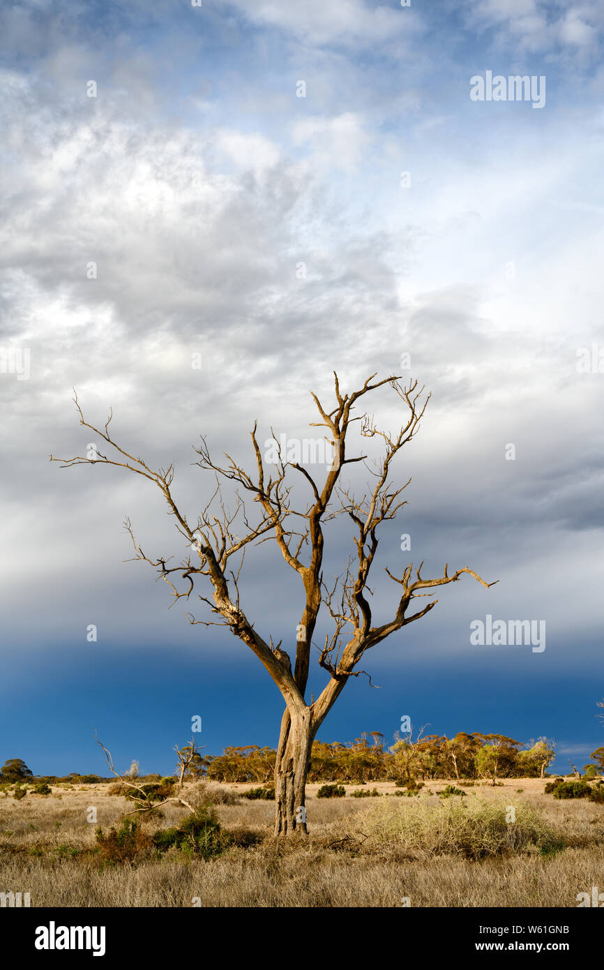 Solitär tot Eukalyptusbaum in einem semi-ariden Landschaft nach einem leichten Regenschauer bestanden hat. Stockfoto