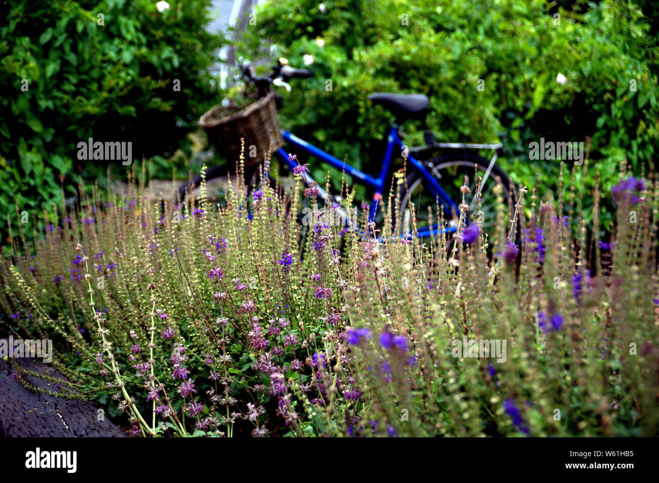 Ein Fahrrad ist vor ein Garten mit lila salvia Blumen geparkt Stockfoto