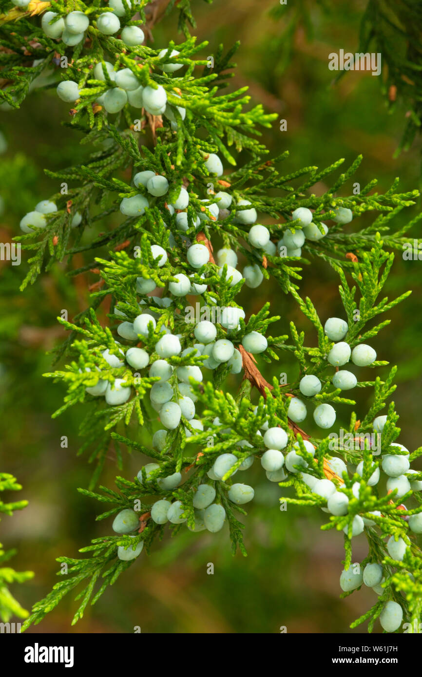 Red Cedar Beeren, Tomasso Natur Park, New Canaan, Connecticut Stockfoto