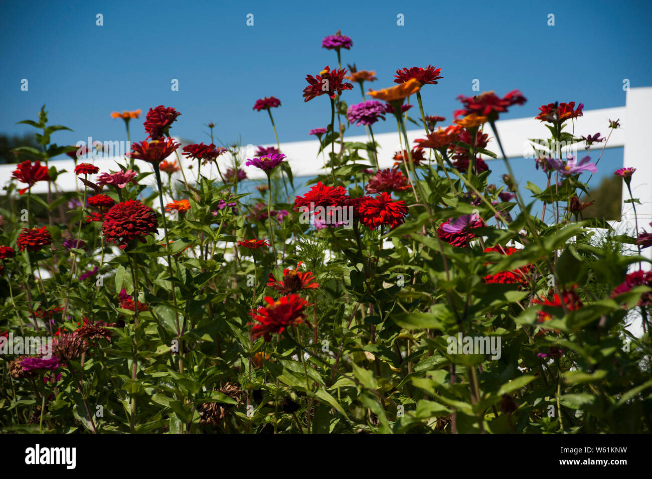 Üppigen Bereich der Gänseblümchen, Mamas und Schmetterlinge Stockfoto