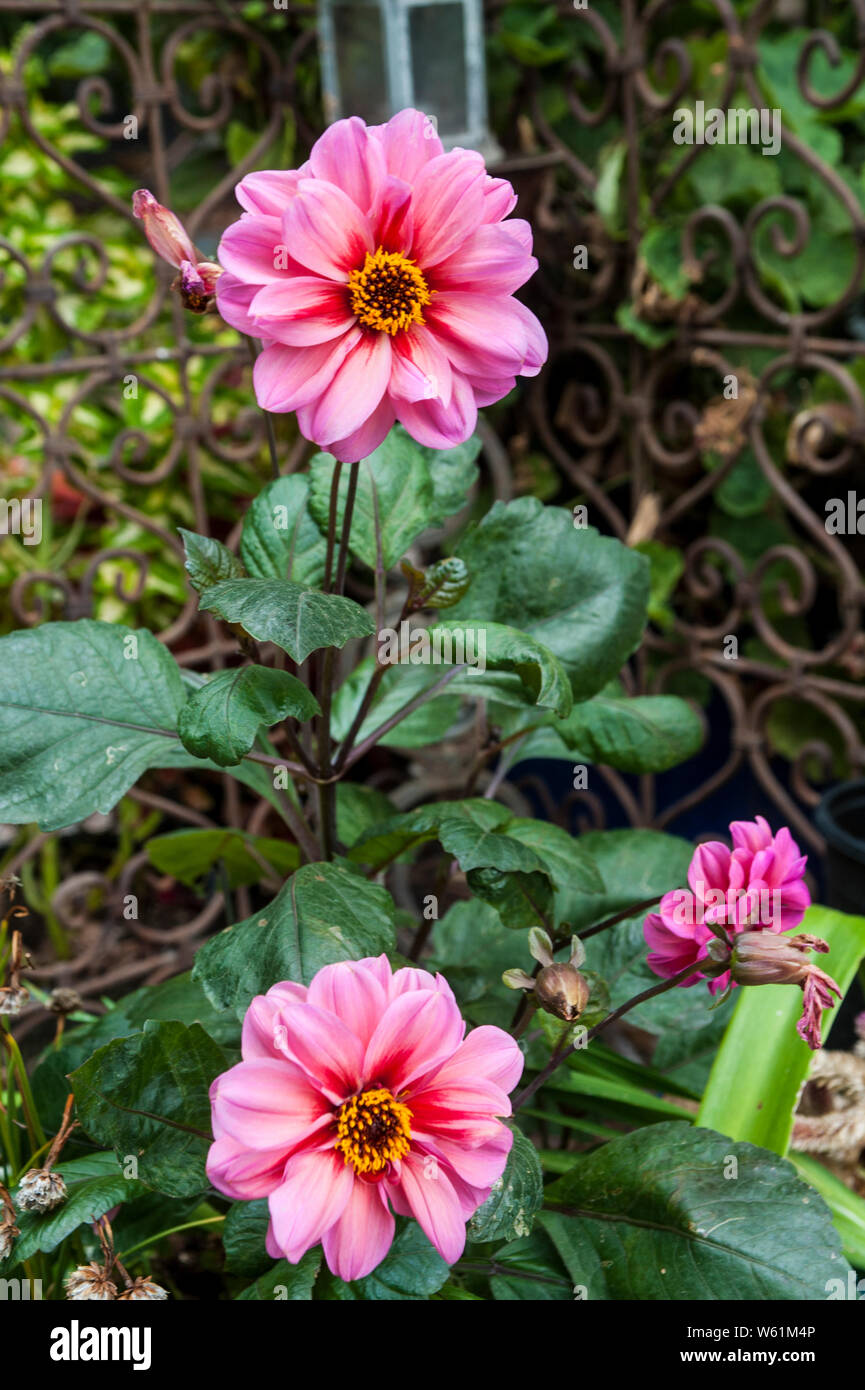 Von Pink Dahlia im Garten Stockfoto