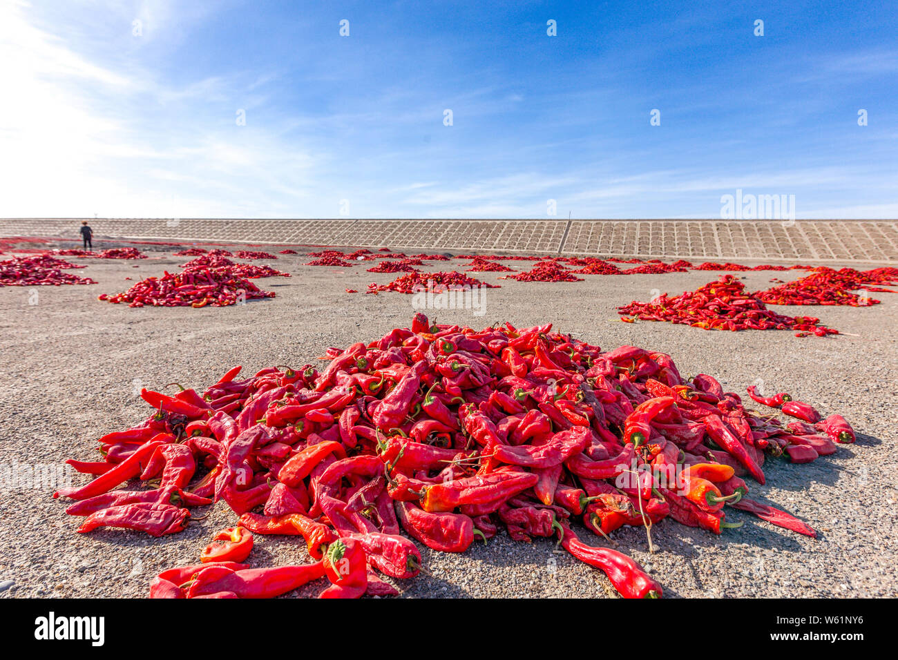 Luftaufnahme der chili peppers für Luft-trocknen in Kuqa County, Aksu Präfektur, Nordwesten Chinas Autonome Region Xinjiang Uygur, 24. Oktober 2018. Stockfoto