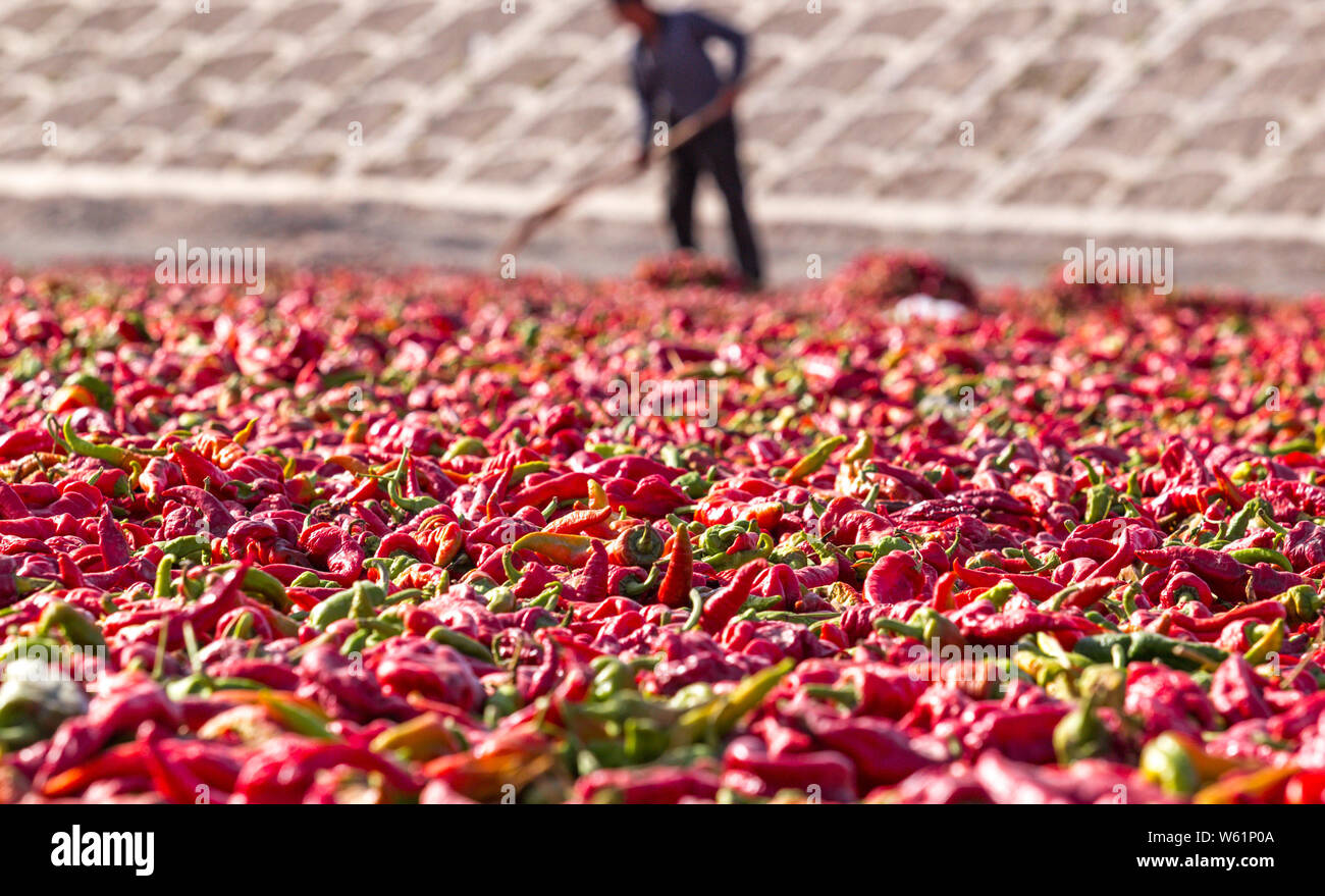 Blick auf die chili peppers für Luft-trocknen in Kuqa County, Aksu  Präfektur, Nordwesten Chinas Autonome Region Xinjiang Uygur, 24. Oktober  2018 Stockfotografie - Alamy