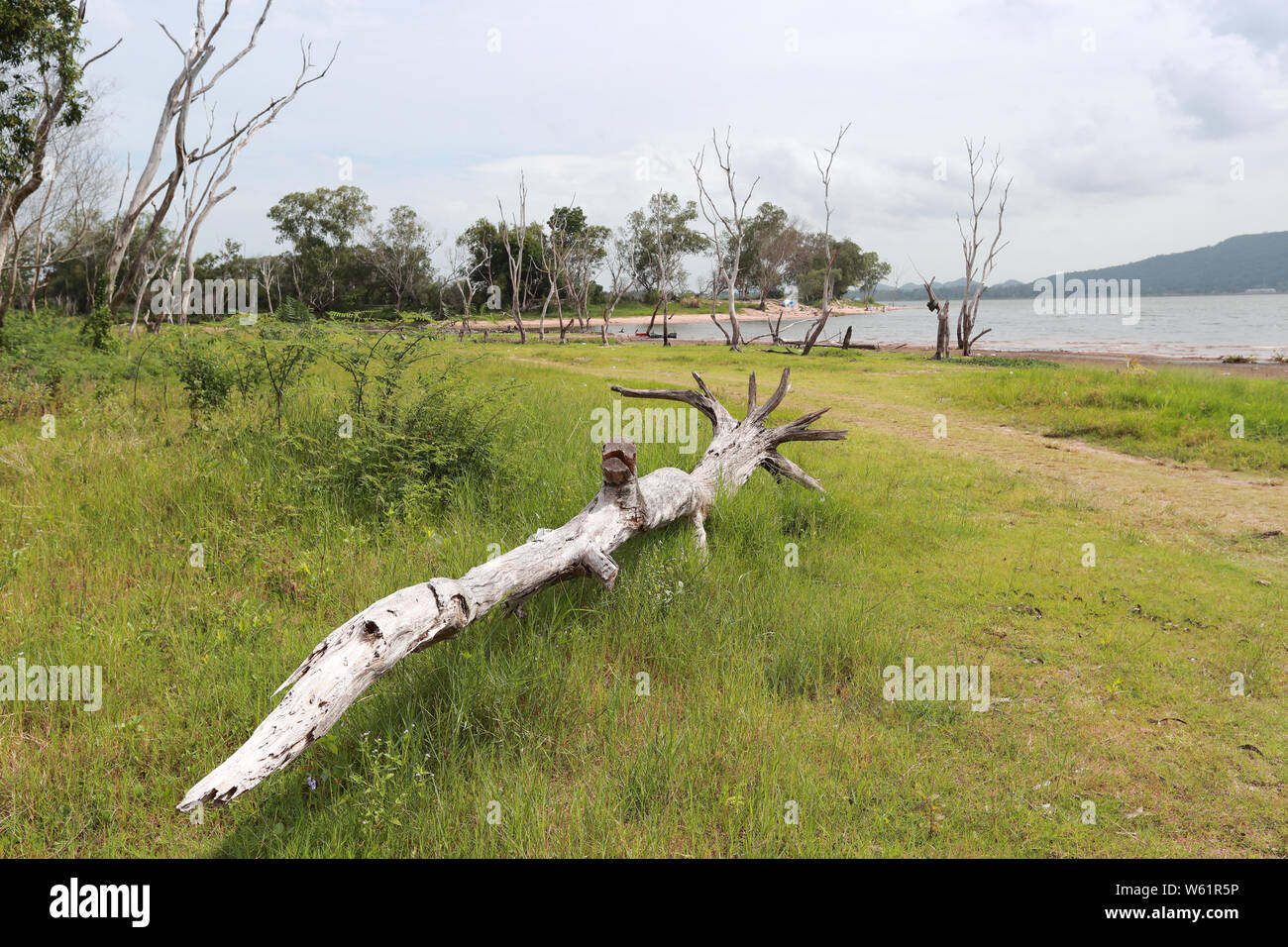 Toter Baum im Behälter Stockfoto