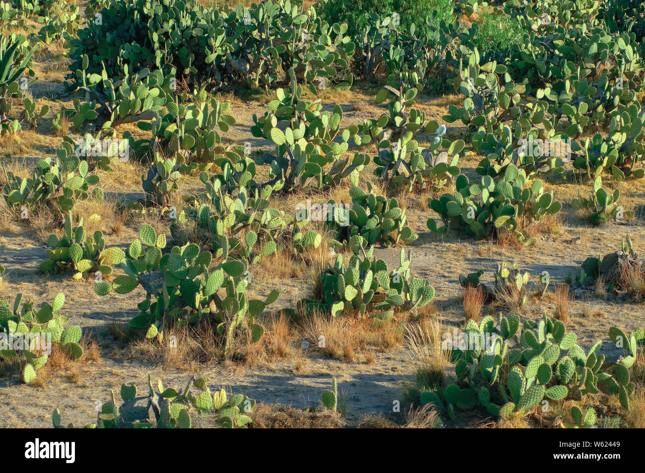 Feigenkaktus (Opuntia), Nopal Kaktus Feld Stockfoto