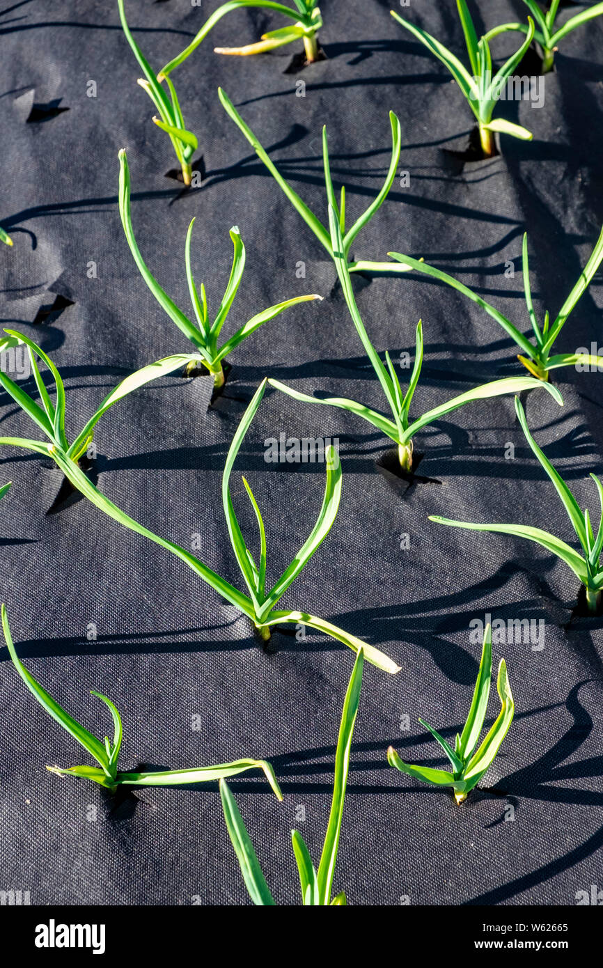 Junger Knoblauch Pflanzen aus Unkraut durch Unkraut gewachsen gunnel Gewebe geschützt. Stockfoto