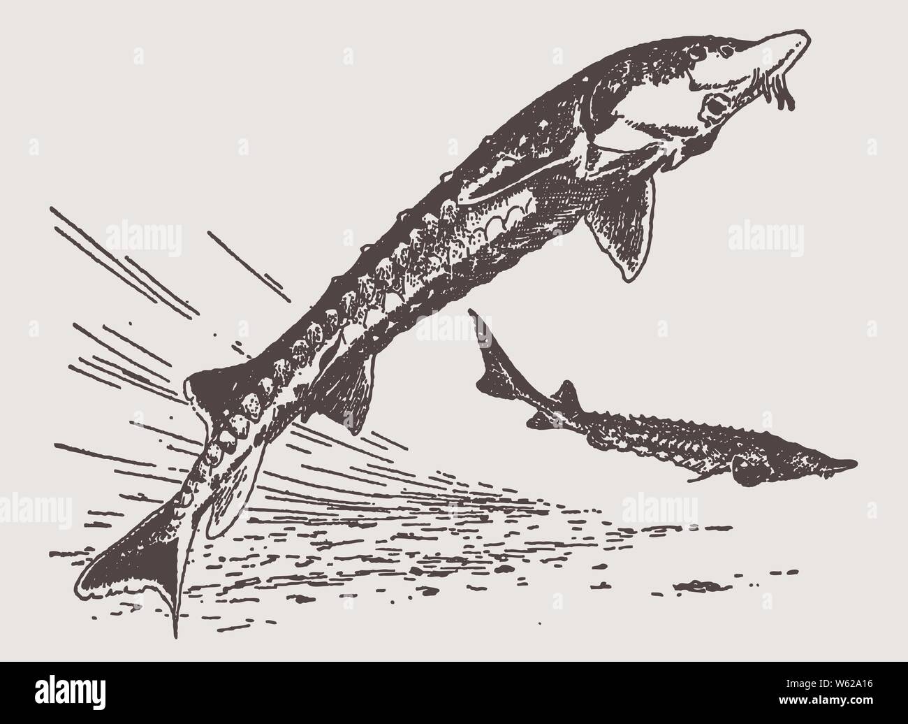 Atlantic sturgeon acipenser oxyrinchus -Fotos und -Bildmaterial in ...