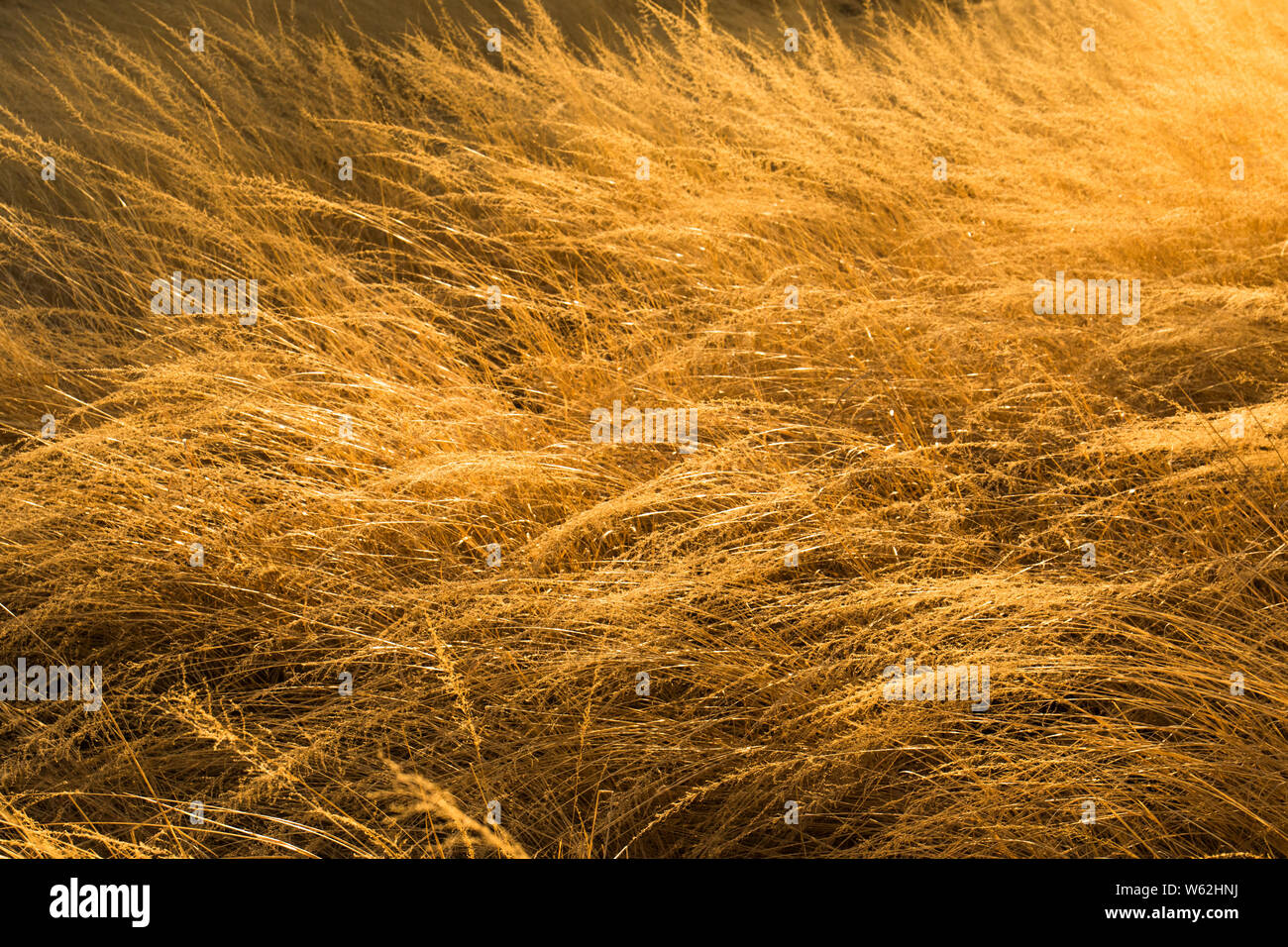 Nahaufnahme von trockenem Gras in weichen, goldenes Sonnenlicht Bild für den Hintergrund verwenden mit Kopie Raum Stockfoto