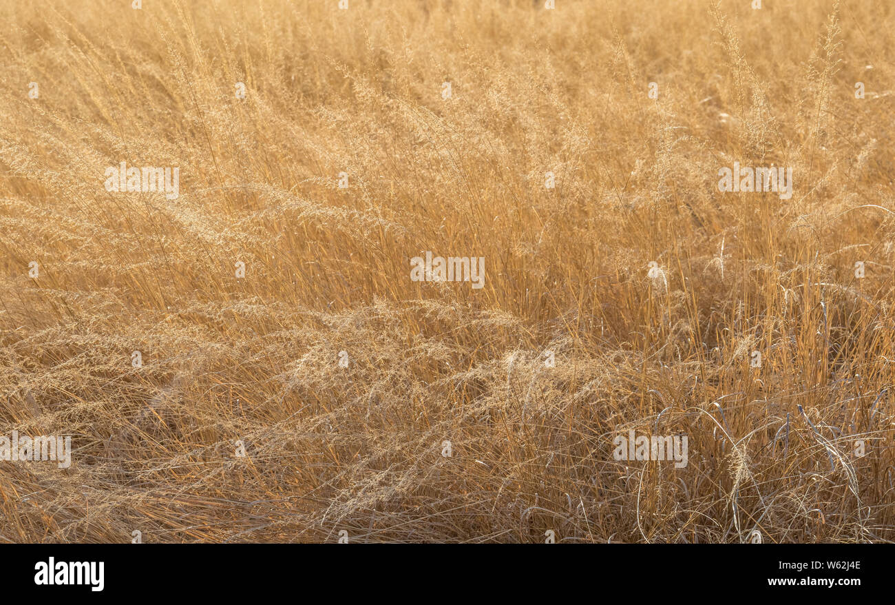 Nahaufnahme von trockenem Gras in weichen, goldenes Sonnenlicht Bild für den Hintergrund verwenden mit Kopie Raum Stockfoto