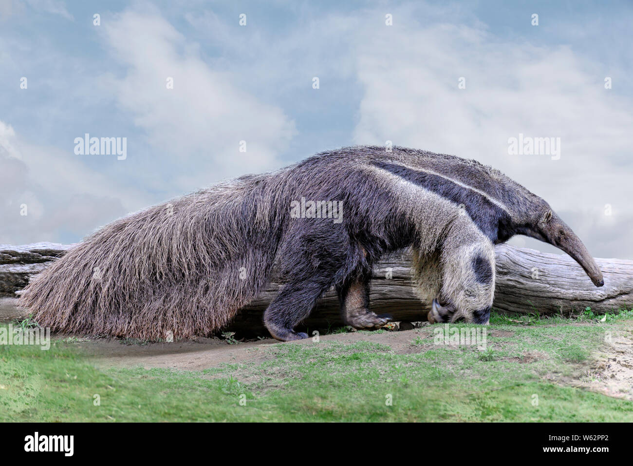 Giant anteater. (Myrmecophaga tridactyla) Aufwachen auf Gras, blauer Himmel Stockfoto