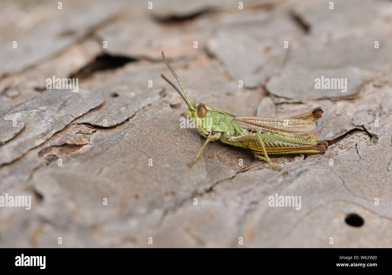 Eine schöne Grasshopper hocken auf einem Baumstamm in einer Wiese am Rande des Waldes. Stockfoto