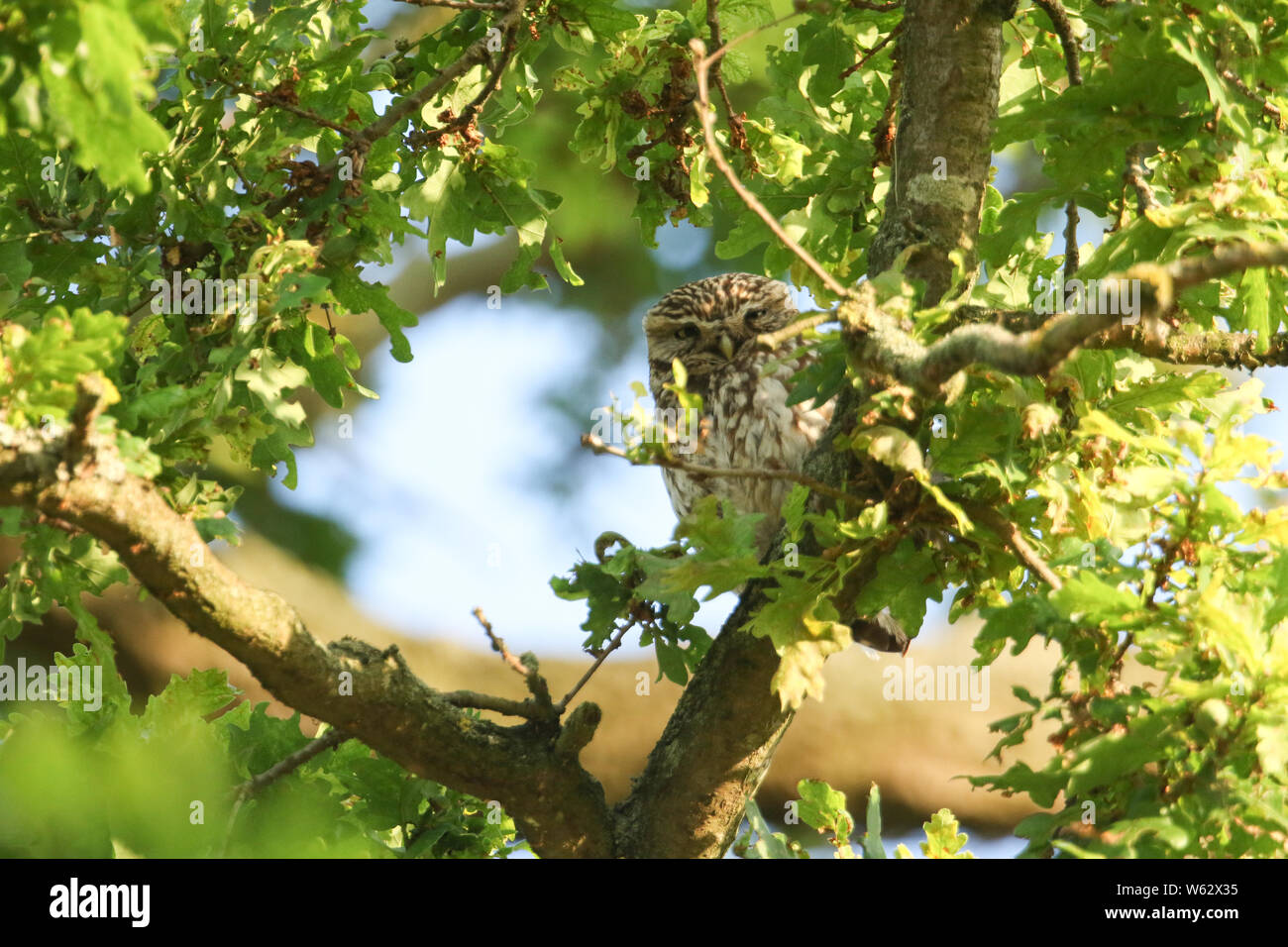 Ein verschlafenes cute Steinkauz, Athene noctua, hocken auf einem Zweig in einer Eiche in der Abenddämmerung. Stockfoto