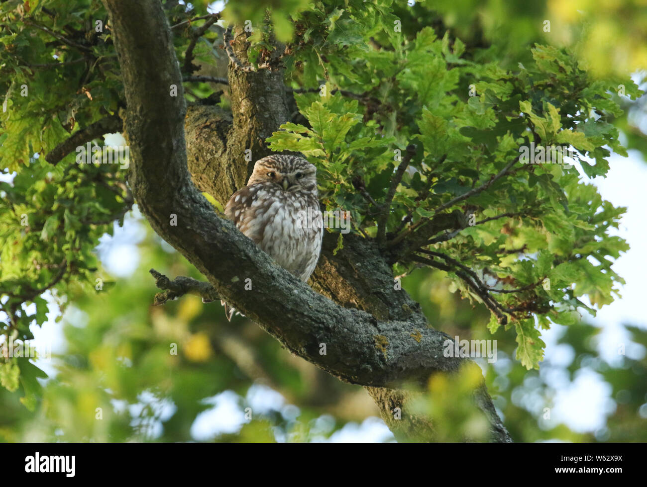 Ein verschlafenes cute Steinkauz, Athene noctua, hocken auf einem Zweig in einer Eiche in der Abenddämmerung. Stockfoto