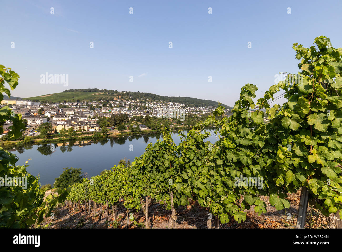 Weinberge an der Mosel in der Nähe von Bernkastel-Kues, Deutschland Stockfoto