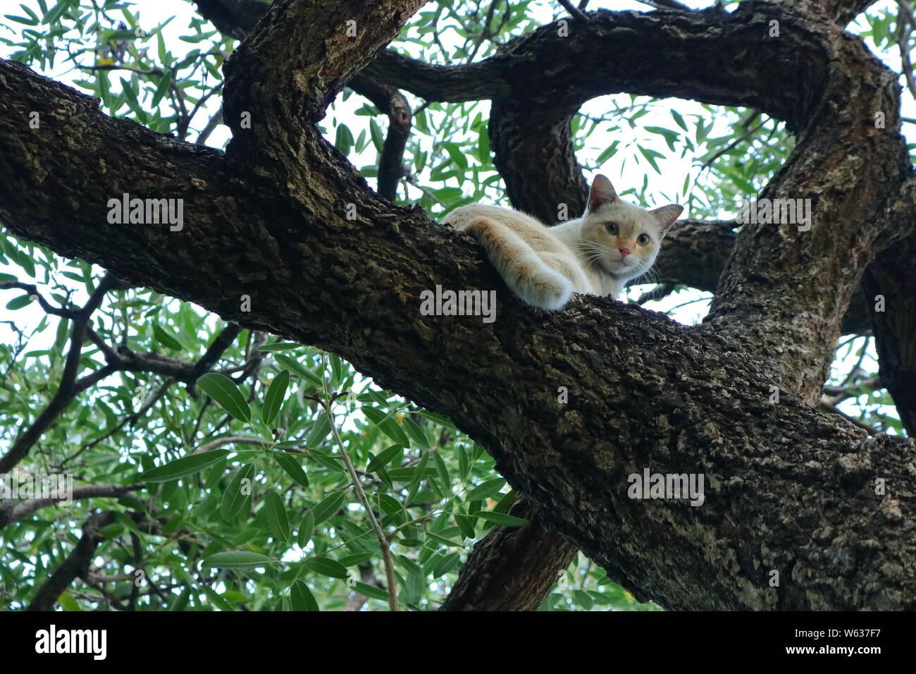 Nahaufnahme Gesicht eines süße Katze auf Baumstamm hinauf und hinunter in die Kamera Stockfoto