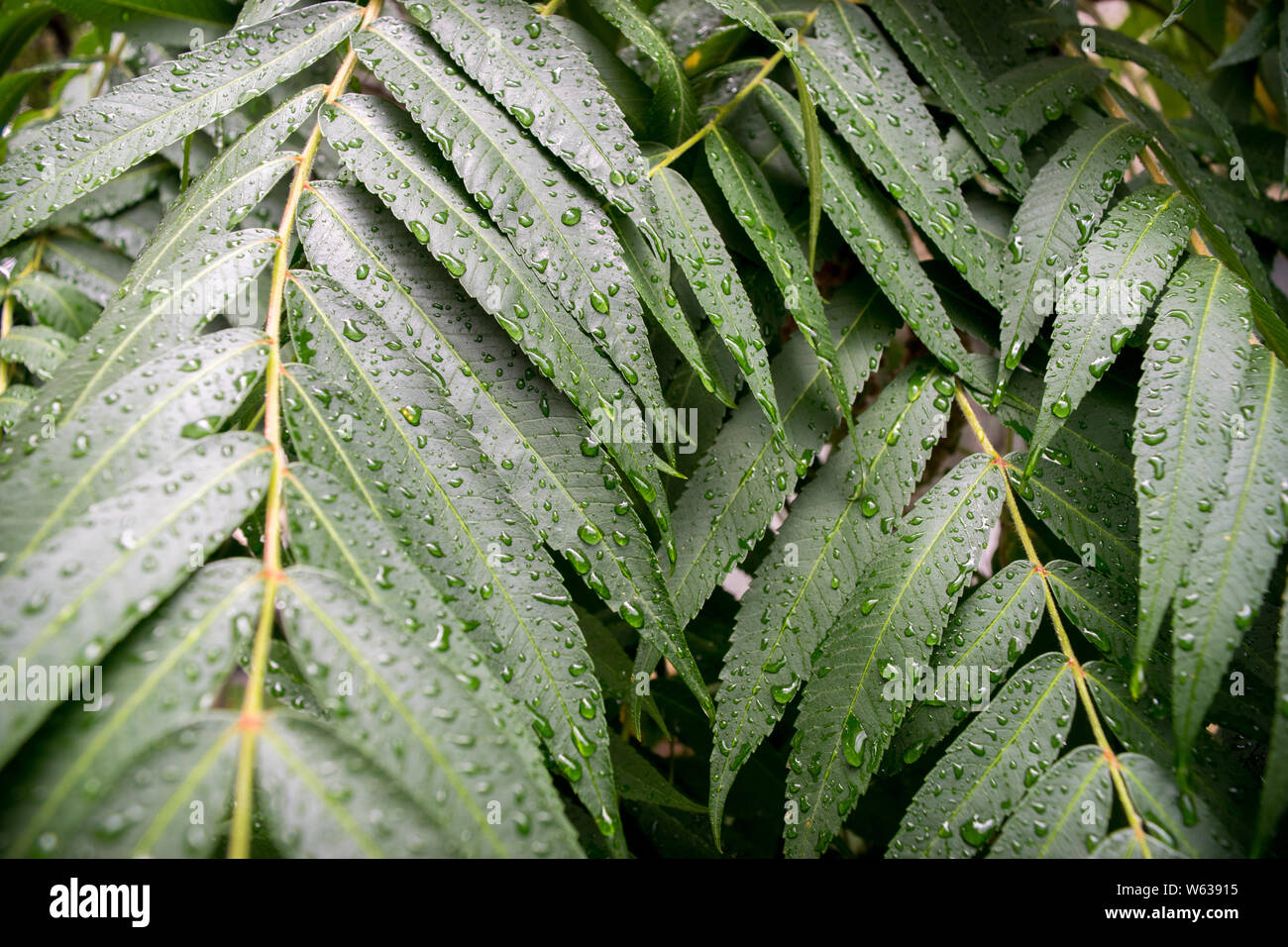 Grünes Blatt mit Wassertropfen auf schwarzem Hintergrund Stockfoto