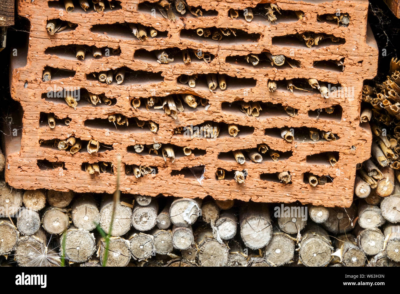 Bee Hotel Brick ist geeignet für Einzelbienen, Genus Osmia Bee Hotel Insekten, Insekten, Garten, Ziegel, Lücken, Wildes Leben, Shelter Stockfoto