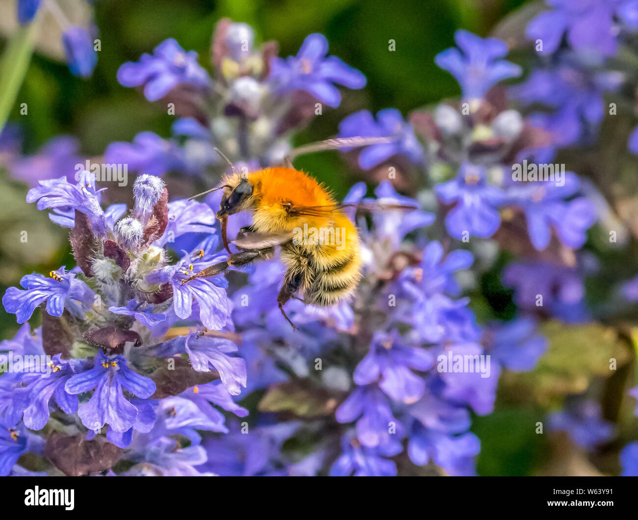 Biene schweben über Blumen, die sich anschickt, zu bestäuben. Stockfoto