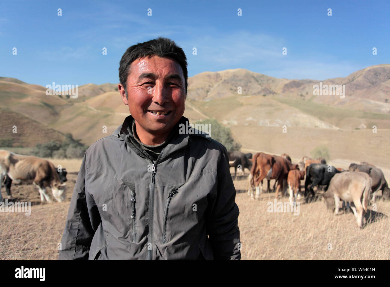 Eine kasachische Nomad bewegt seine Schafe und Rinder zu einer Herbst Weide während einer saisonalen Vieh Migration in Yining Stadt, Ili kasachischen Autonomen Präfektur, Stockfoto