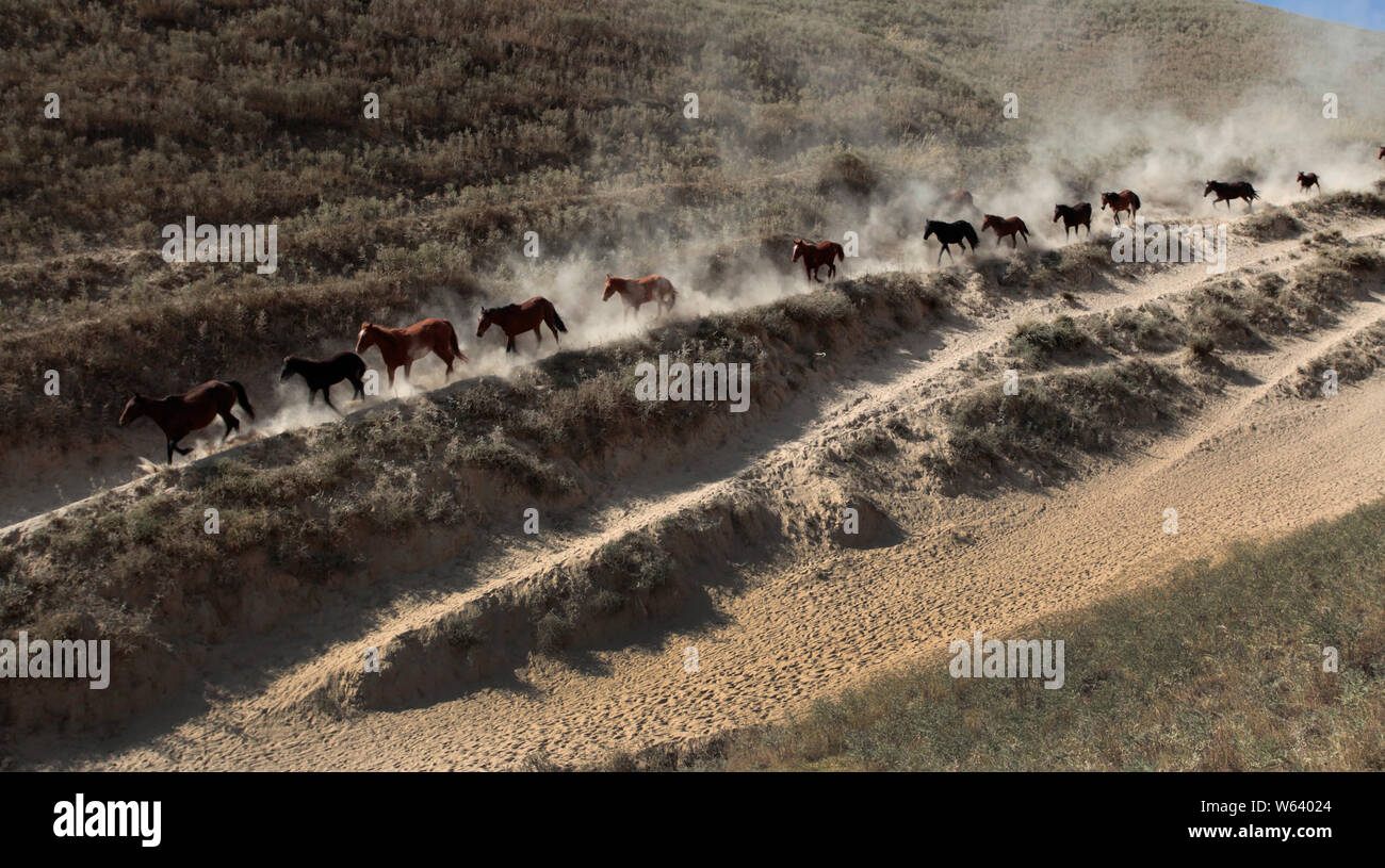 Eine große Herde von Schafen und Rindern in einem Herbst Weide während einer saisonalen Vieh Migration in Yining Stadt, Ili kasachischen Autonomen Präfektur, noch Stockfoto