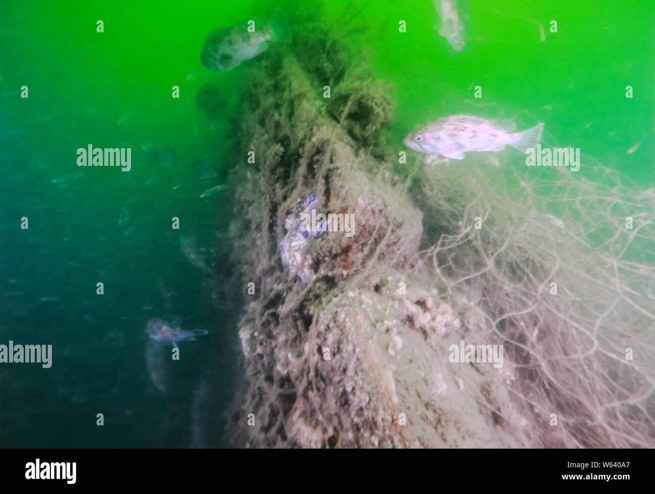 Das Wrack der Chinesischen cruiser Jingyuan, ein Kriegsschiff der Beiyang Flotte, die von der japanischen Marine während des Ersten Japanisch-Chinesischen Krieges m versenkt wurde Stockfoto