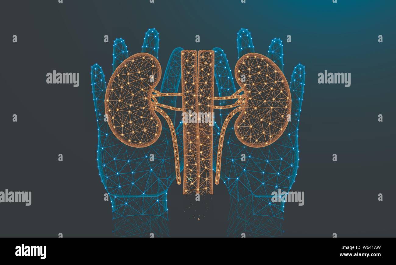 Hände und Nieren Low-poly-Design, menschliches Organ in polygonalen Stil, menschlichen Harnwege Drahtmodell Vector Illustration aus Punkten und Linien auf da gemacht Stock Vektor