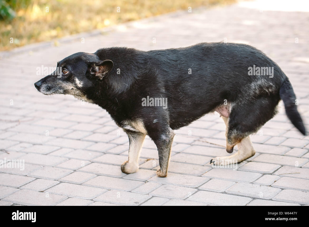 Die verkrüppelten Hund ohne drei Beine liegen auf der Straße Stockfoto
