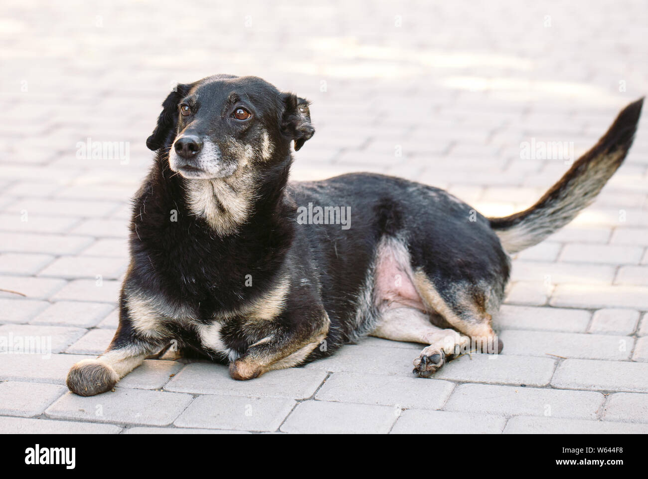 Die verkrüppelten Hund ohne drei Beine liegen auf der Straße  Stockfotografie - Alamy