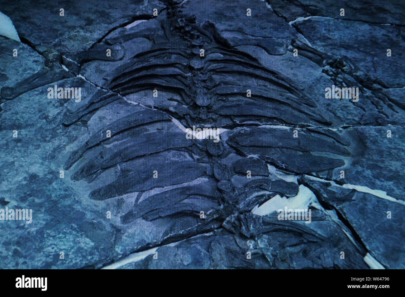 In diesem Screenshot, ein fossiles Skelett einer Schildkröte, die über 228 Millionen Jahre in die Zeit der Anfänge der Dinosaurier-Ära, in Sanya cit angezeigt Stockfoto