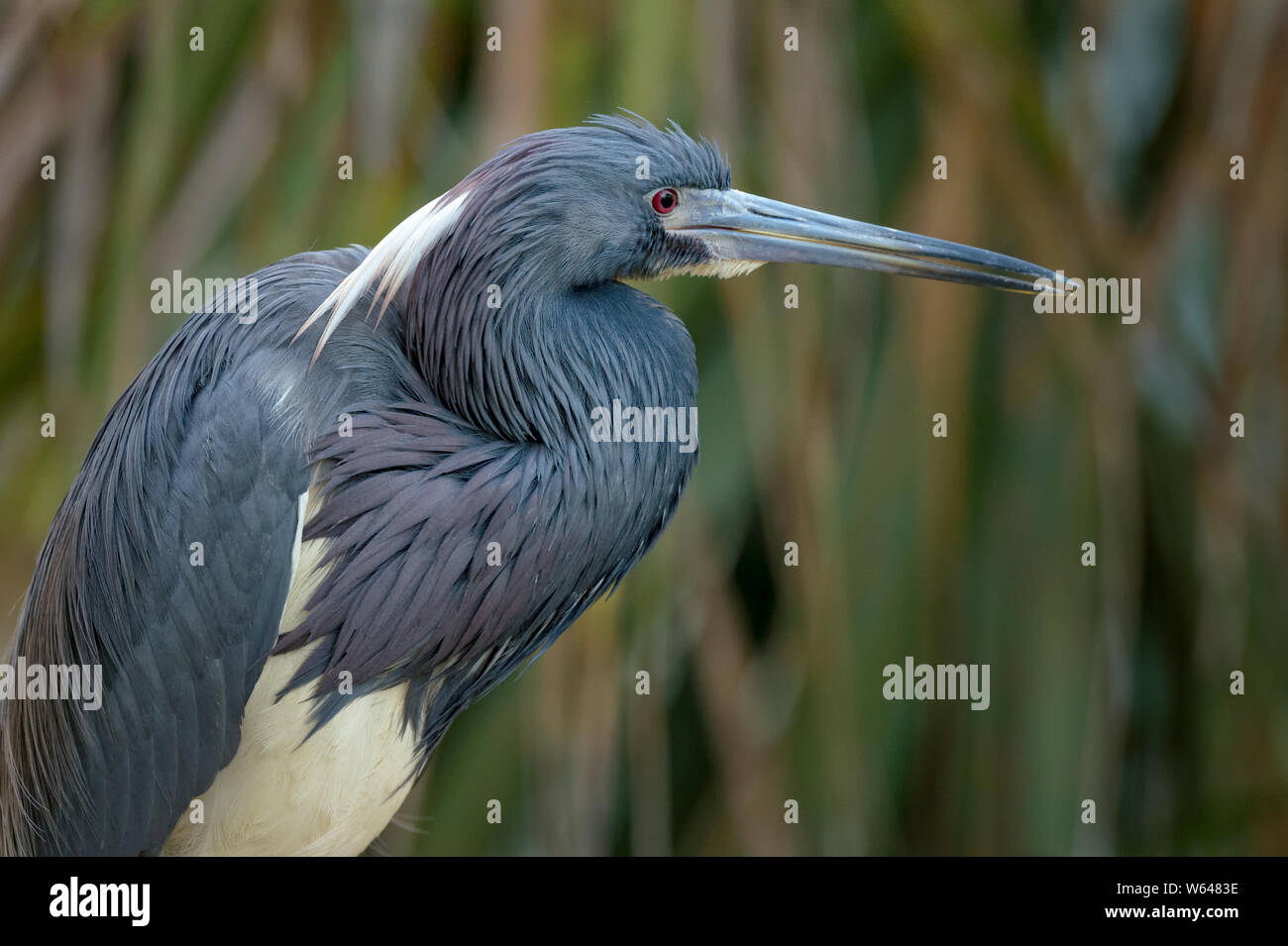 Nahaufnahme von Dreifarbigen Heron im natürlichen Lebensraum Stockfoto