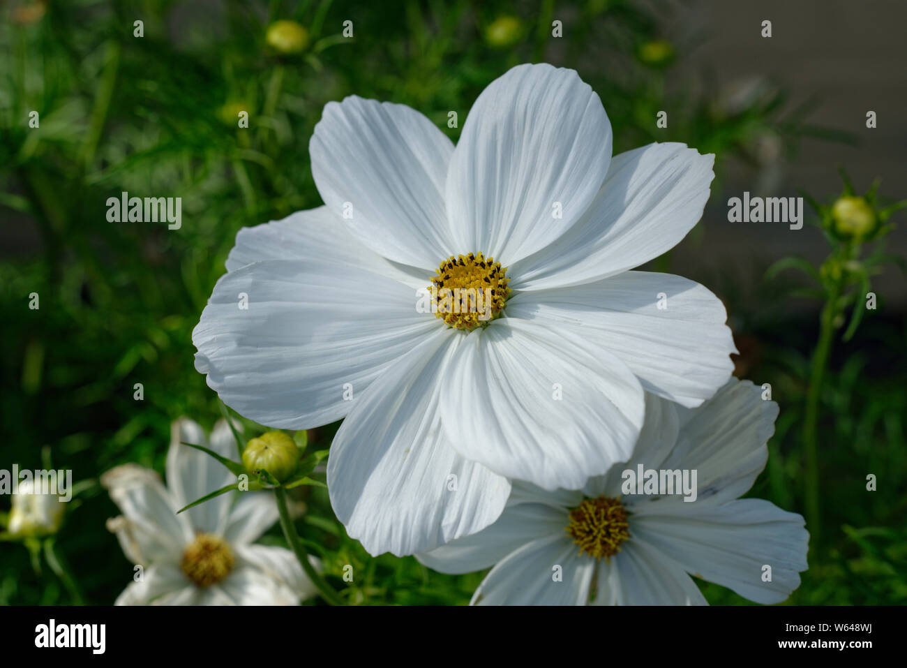 Weiß cosmos Blumen in einem Garten. Stockfoto
