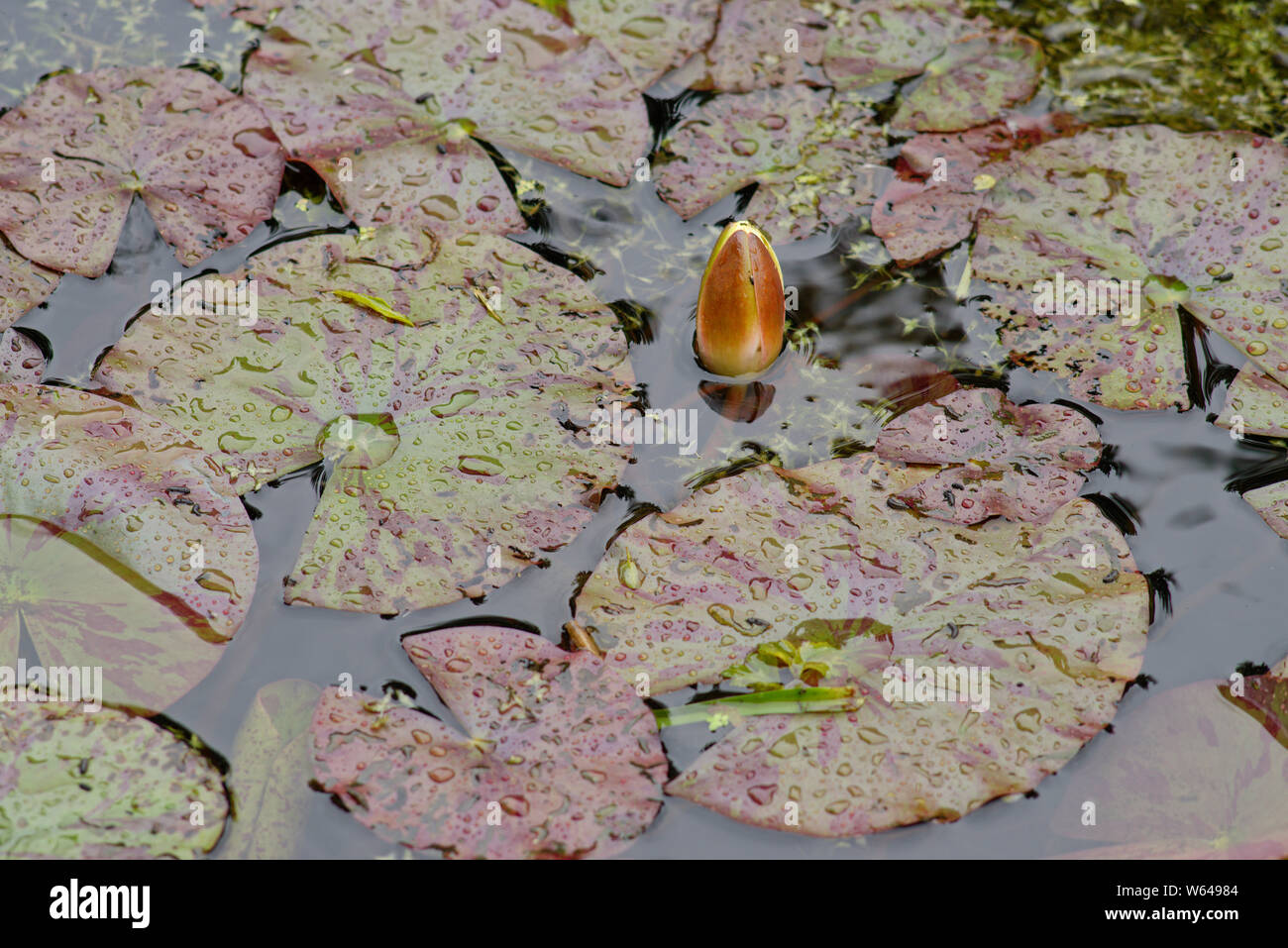 Seerosen in einem Teich. Stockfoto
